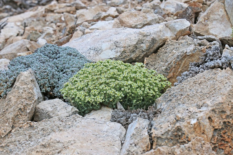 Ostler's Pepperweed photo 2
