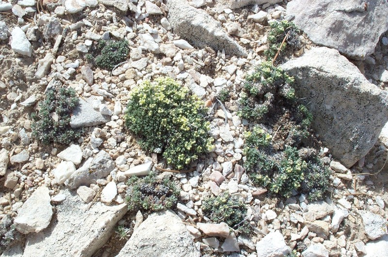 Ostler's Pepperweed photo 3