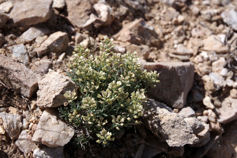 Ostler's Pepperweed photo 4