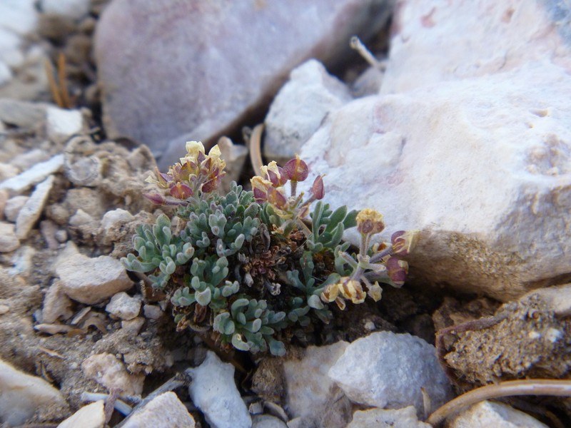 Ostler's Pepperweed photo 5