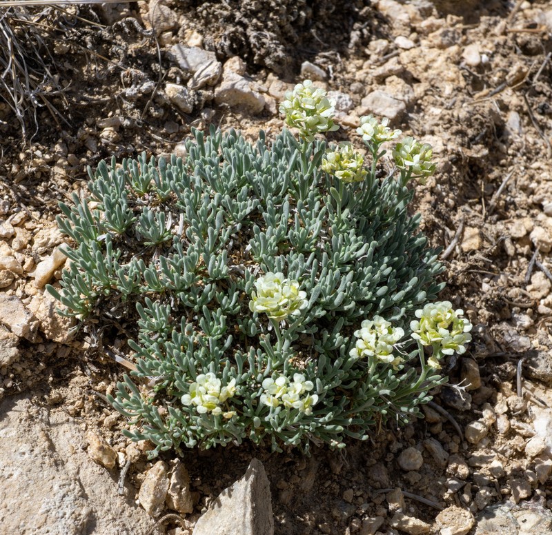 Ostler's Pepperweed photo 6