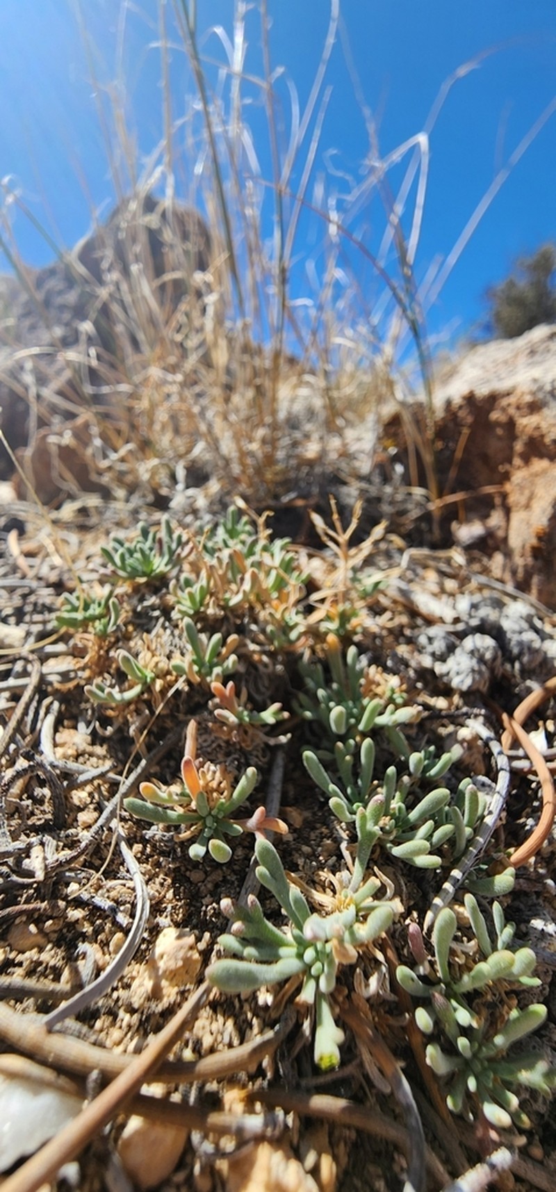 Ostler's Pepperweed photo 7