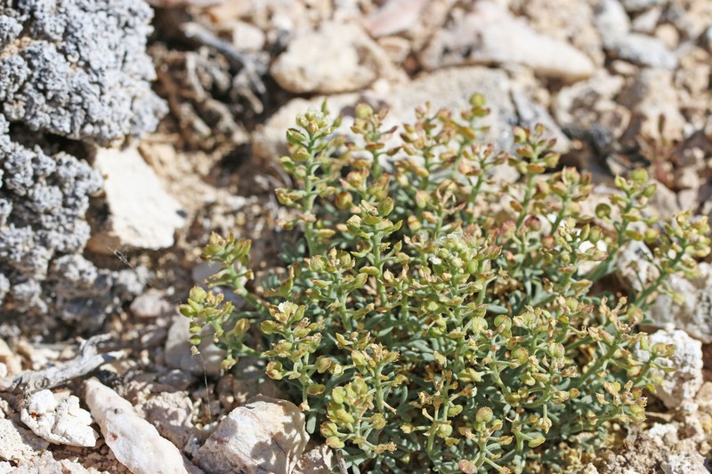 Ostler's Pepperweed photo 8