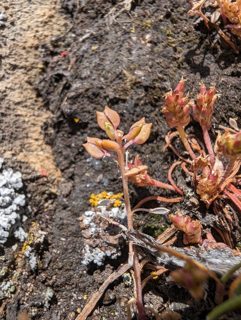 Forked Pepperweed photo 2
