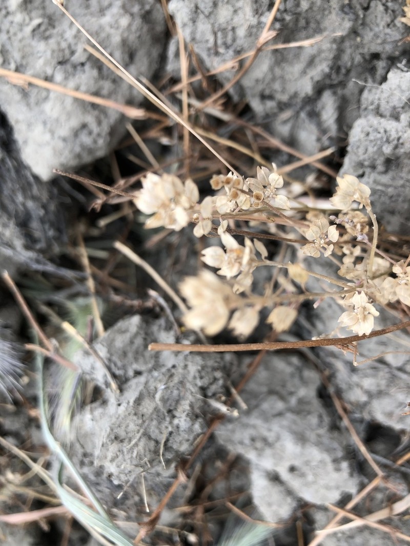 Forked Pepperweed photo 3