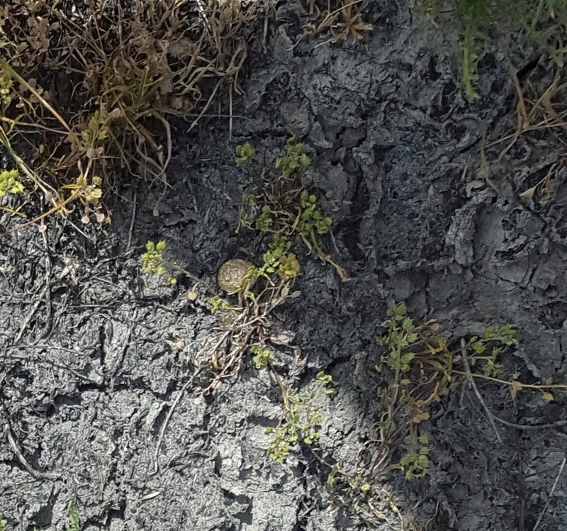 Forked Pepperweed photo 4