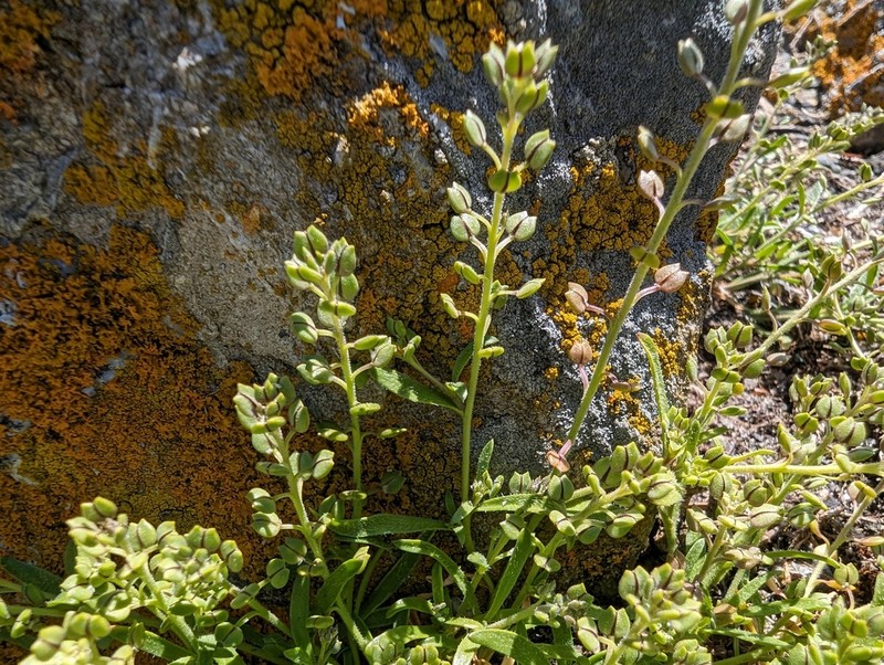 Forked Pepperweed photo 5