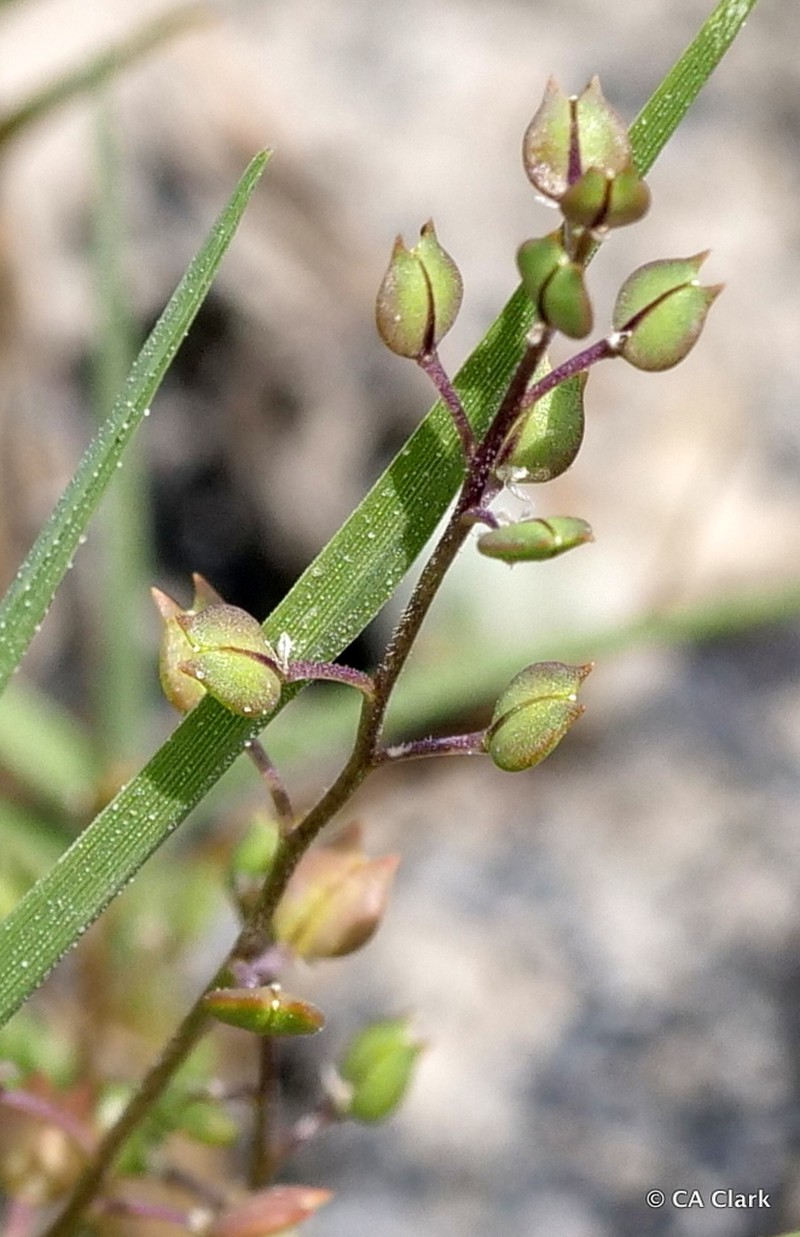 Forked Pepperweed photo 6