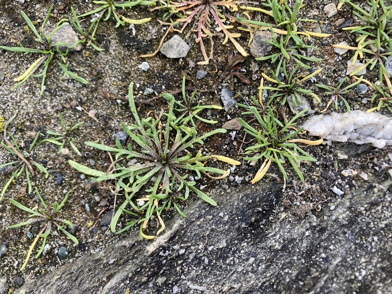 Forked Pepperweed photo 7