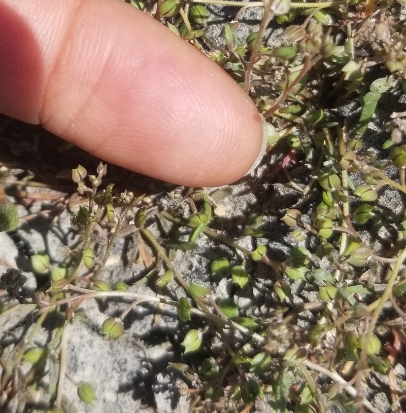 Forked Pepperweed photo 8