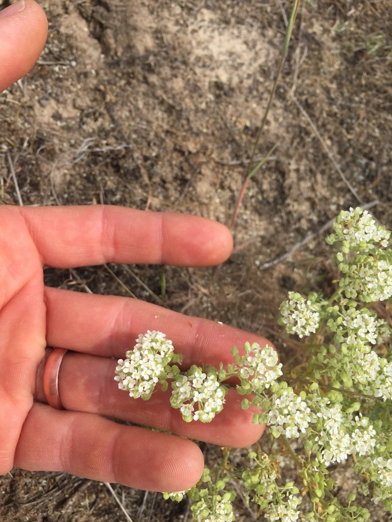 Idaho Pepperweed