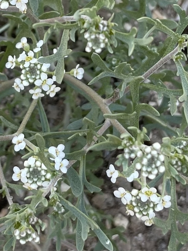 Idaho Pepperweed photo 2