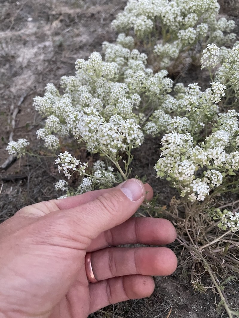 Idaho Pepperweed photo 3