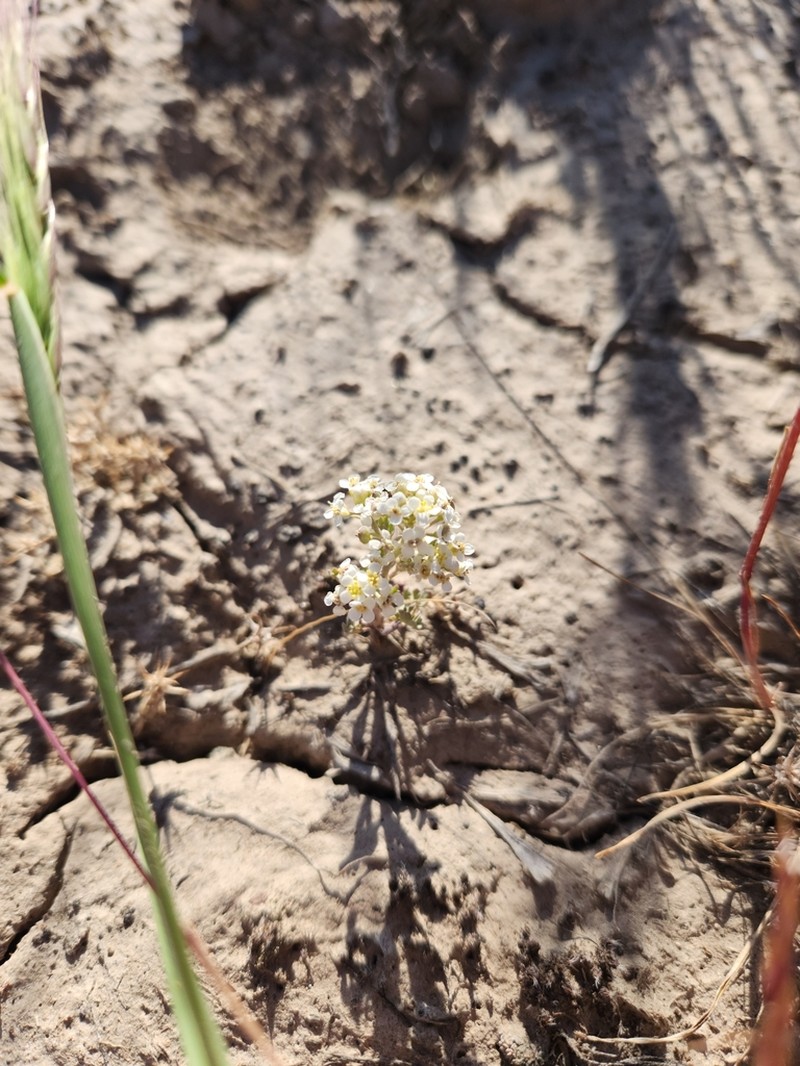 Idaho Pepperweed photo 4