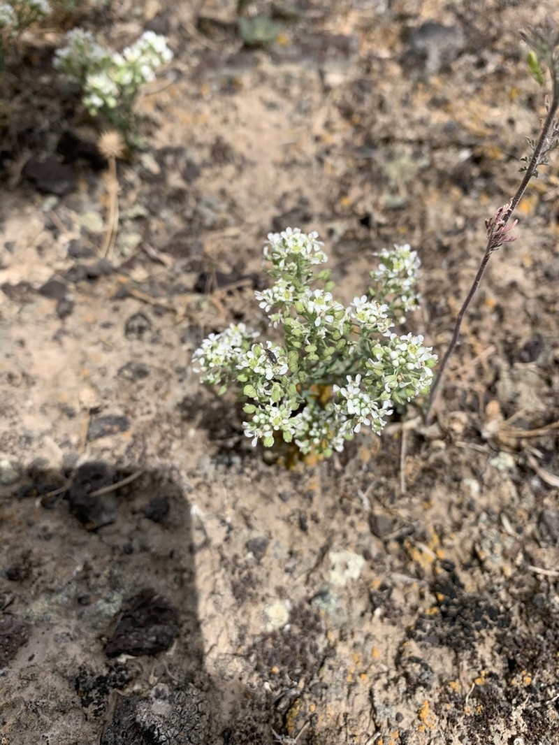 Idaho Pepperweed photo 5