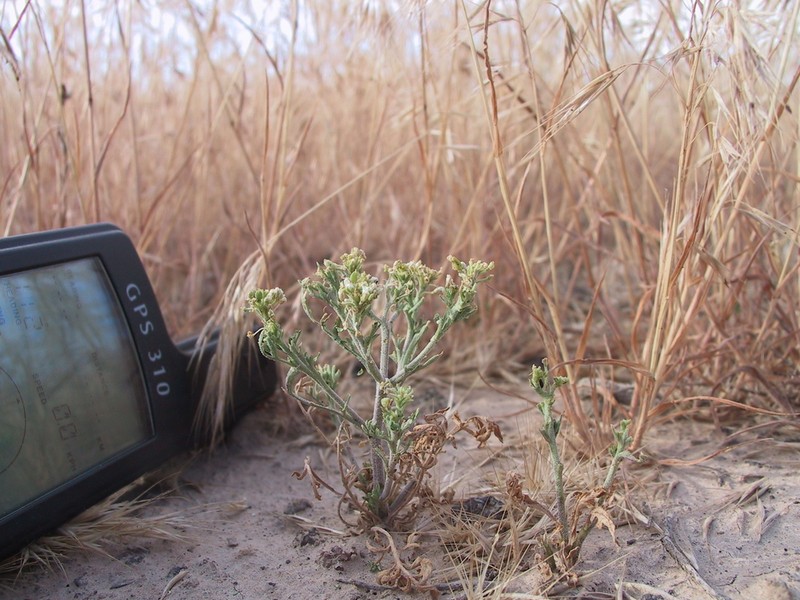 Idaho Pepperweed photo 6