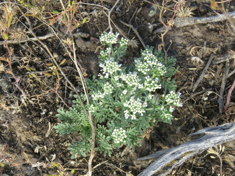 Idaho Pepperweed photo 7