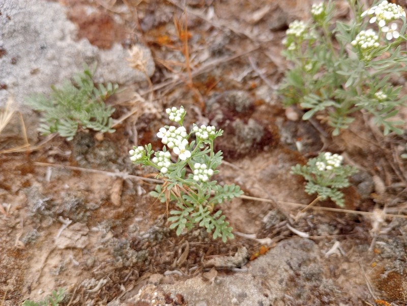 Idaho Pepperweed photo 8
