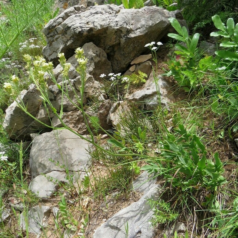 Lepidium patrinioides