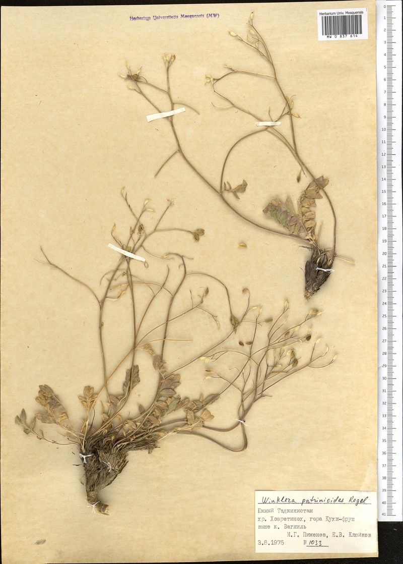 Lepidium patrinioides photo 2