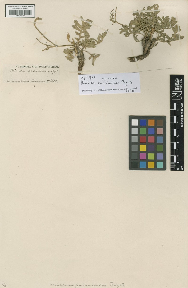 Lepidium patrinioides photo 3