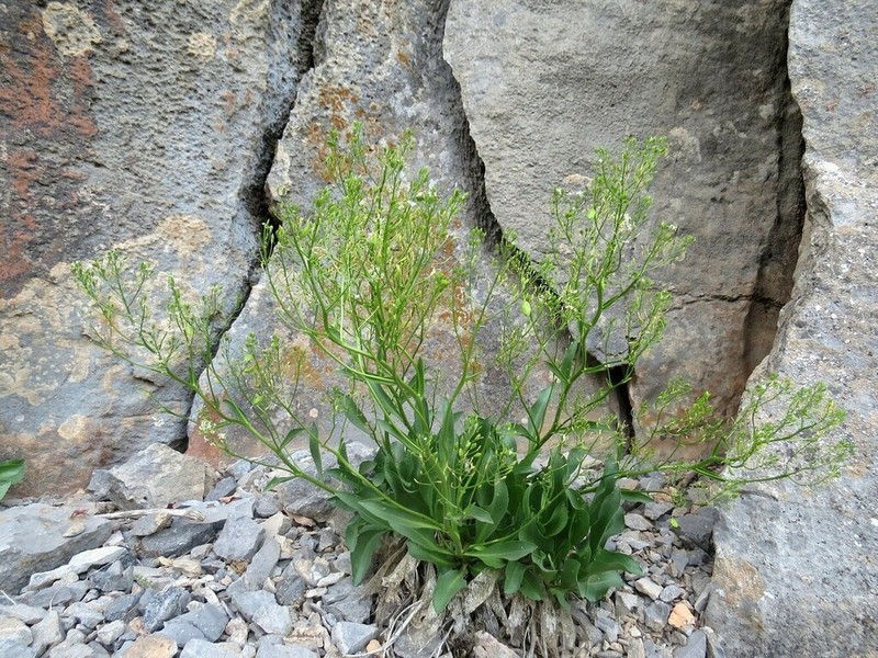 Lepidium pavlovii