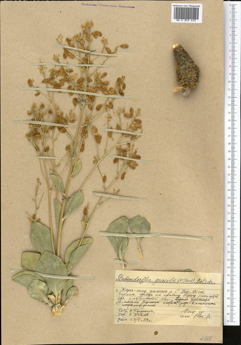 Lepidium pavlovii photo 2