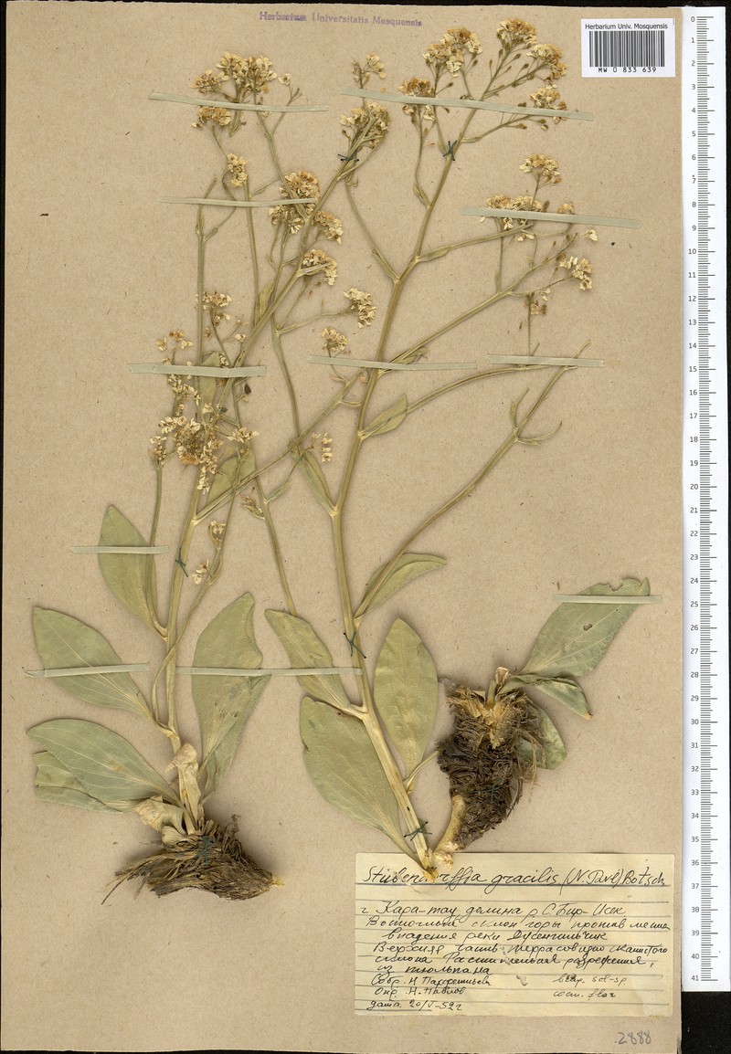 Lepidium pavlovii photo 3