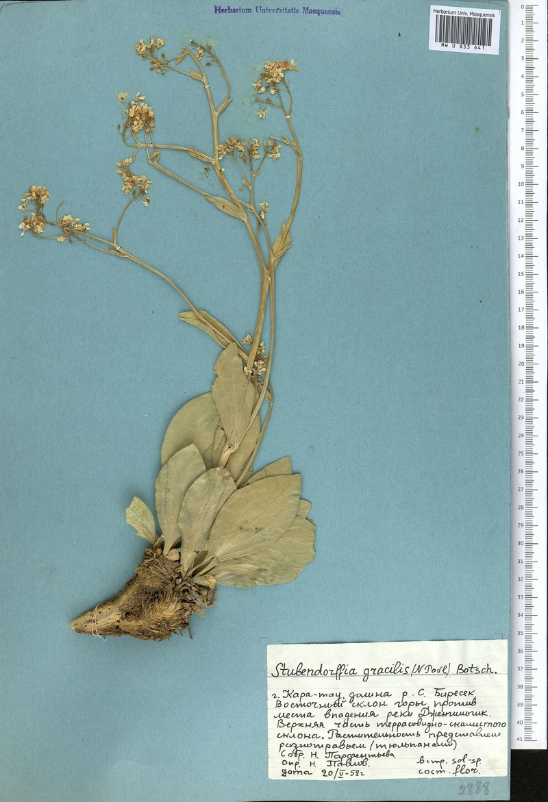 Lepidium pavlovii photo 4
