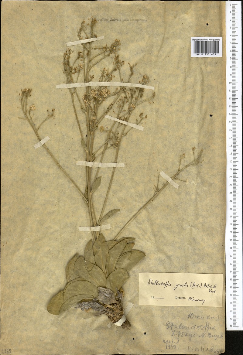 Lepidium pavlovii photo 5