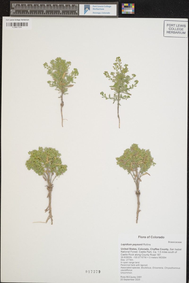 Payson's Pepperweed