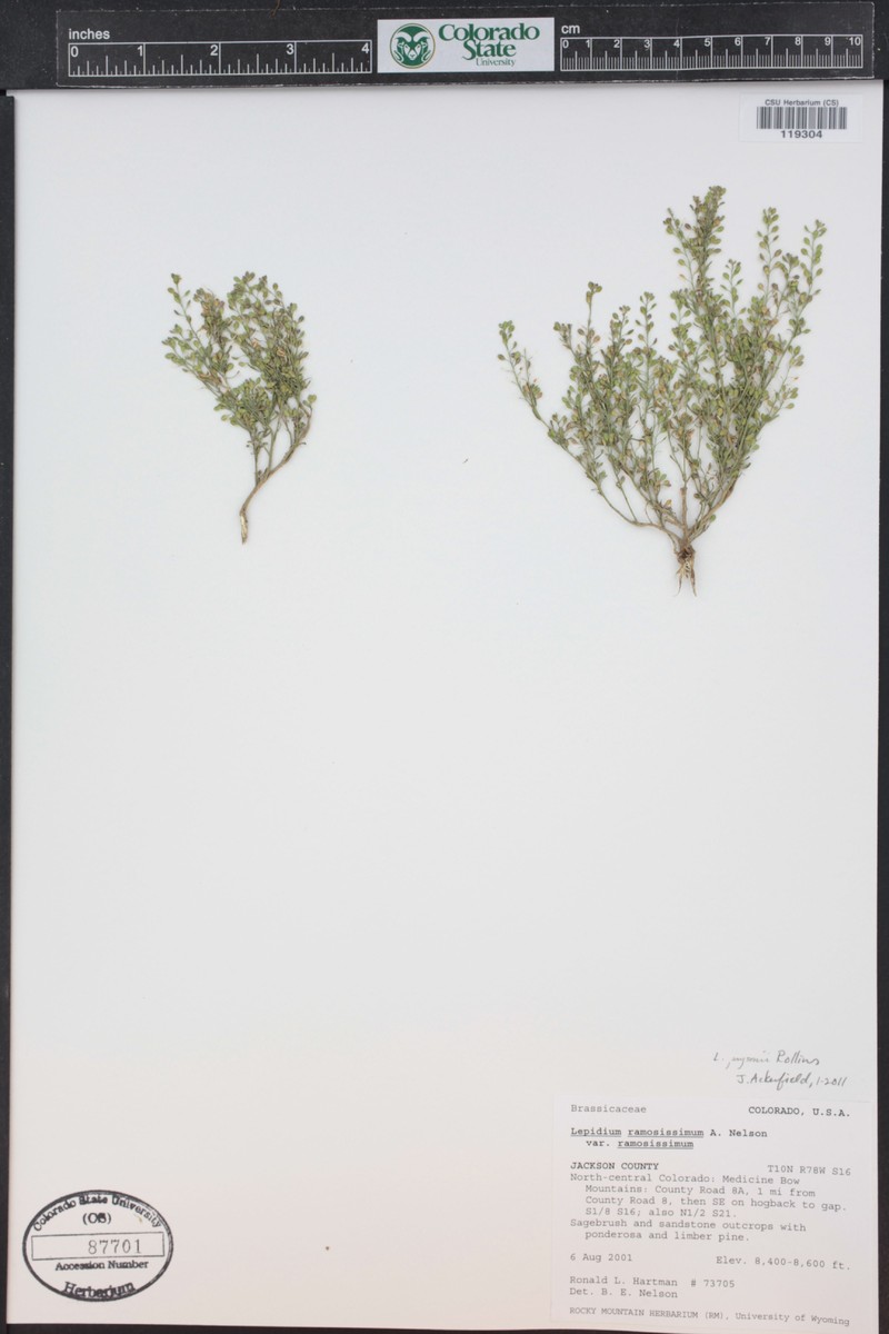 Payson's Pepperweed photo 2