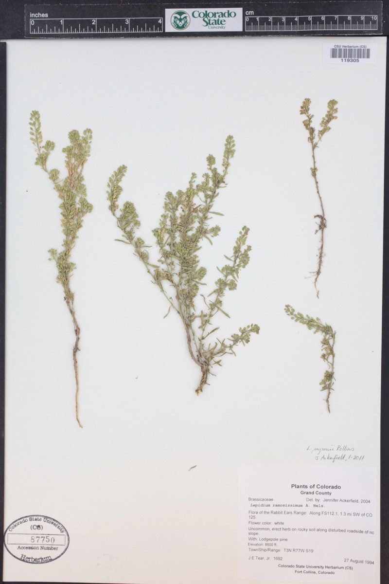 Payson's Pepperweed photo 3