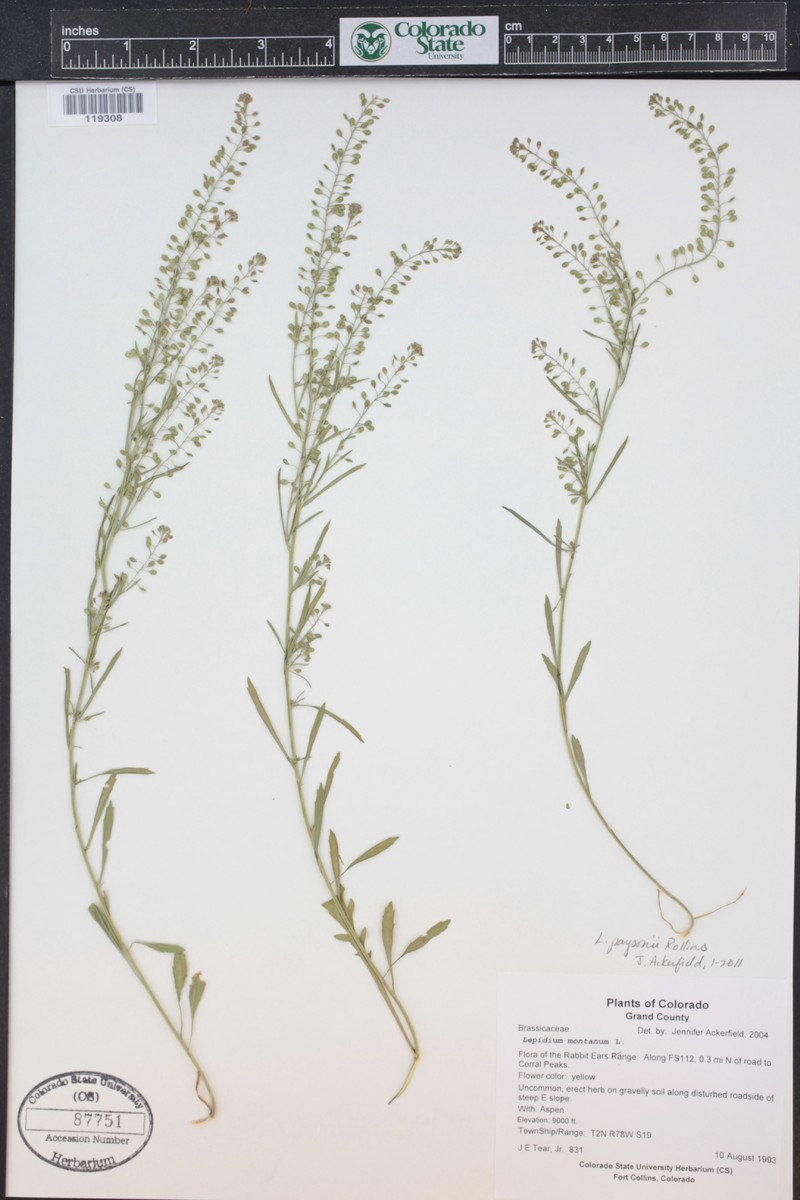 Payson's Pepperweed photo 4