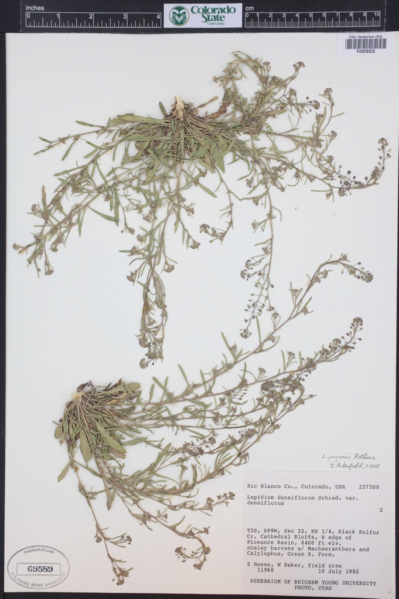 Payson's Pepperweed photo 5