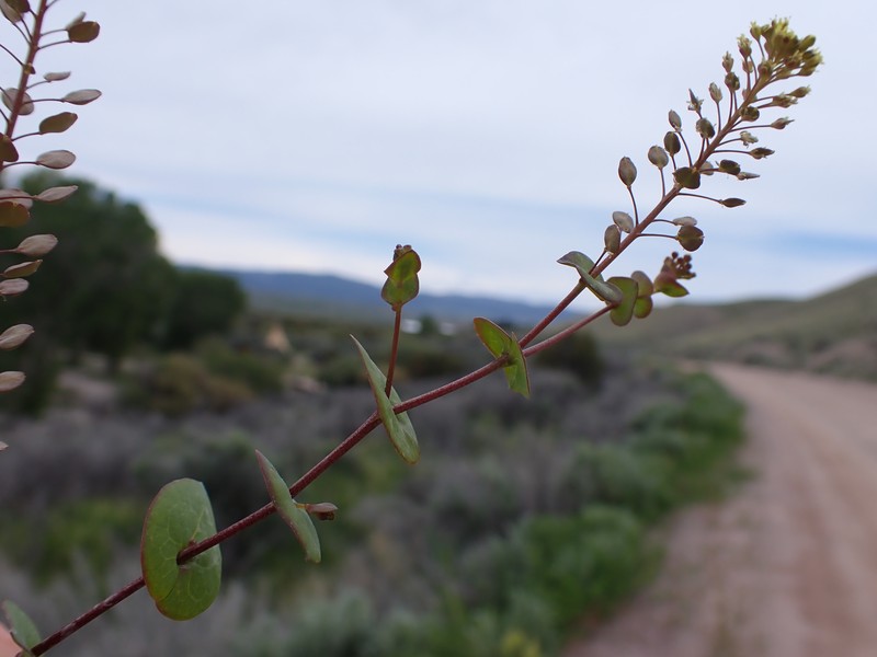 Clasping Pepperweed photo 5