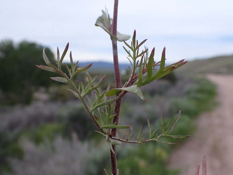 Clasping Pepperweed photo 2