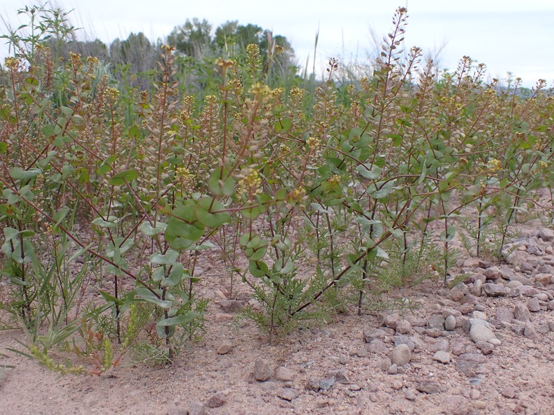 Clasping Pepperweed photo 3