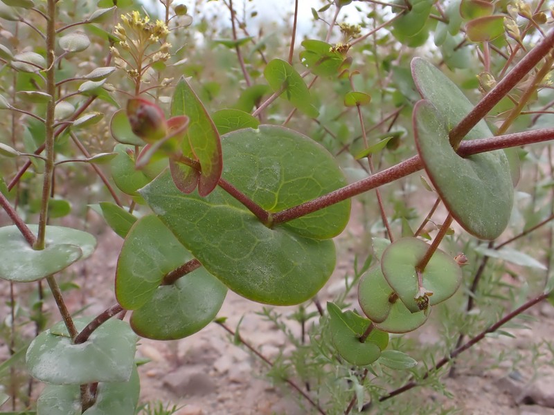 Clasping Pepperweed photo 4