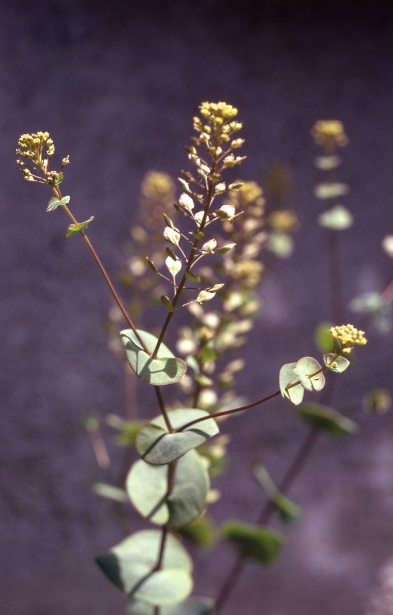Clasping Pepperweed