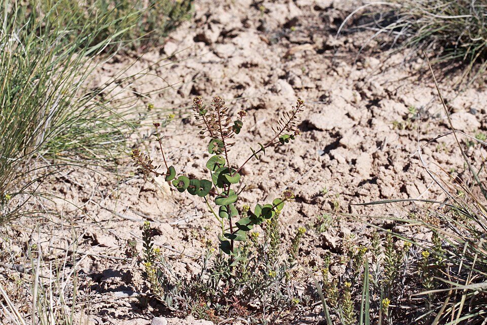 Clasping Pepperweed photo 6