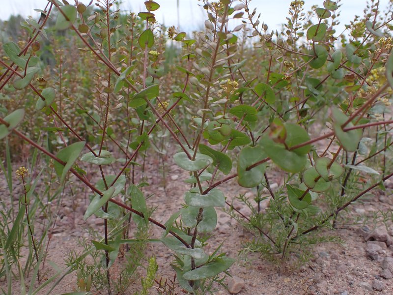 Clasping Pepperweed photo 7