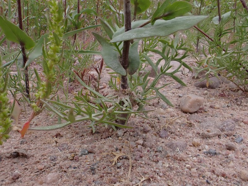 Clasping Pepperweed photo 8