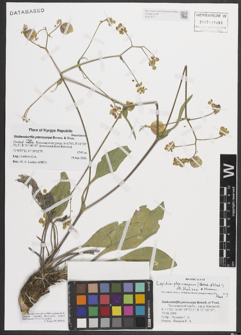 Lepidium pterocarpum photo 2