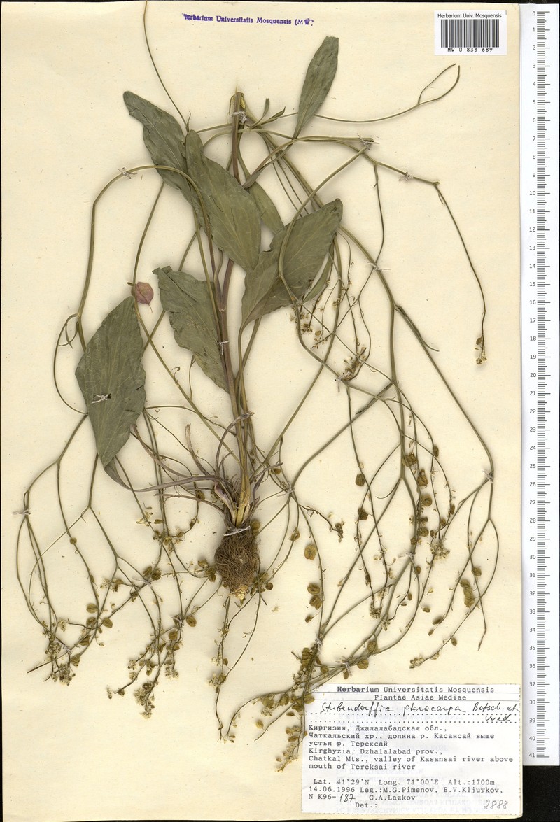 Lepidium pterocarpum photo 3
