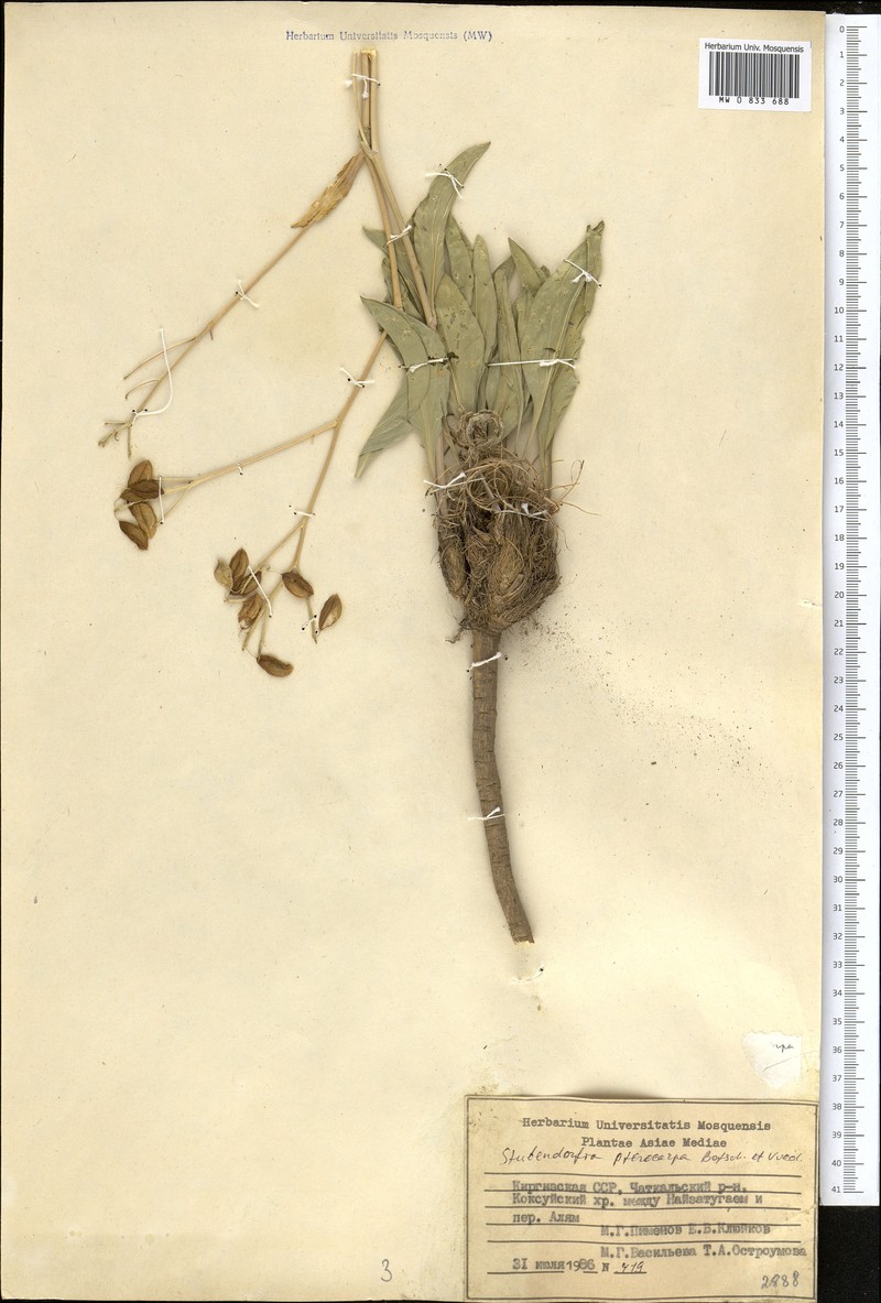 Lepidium pterocarpum photo 4