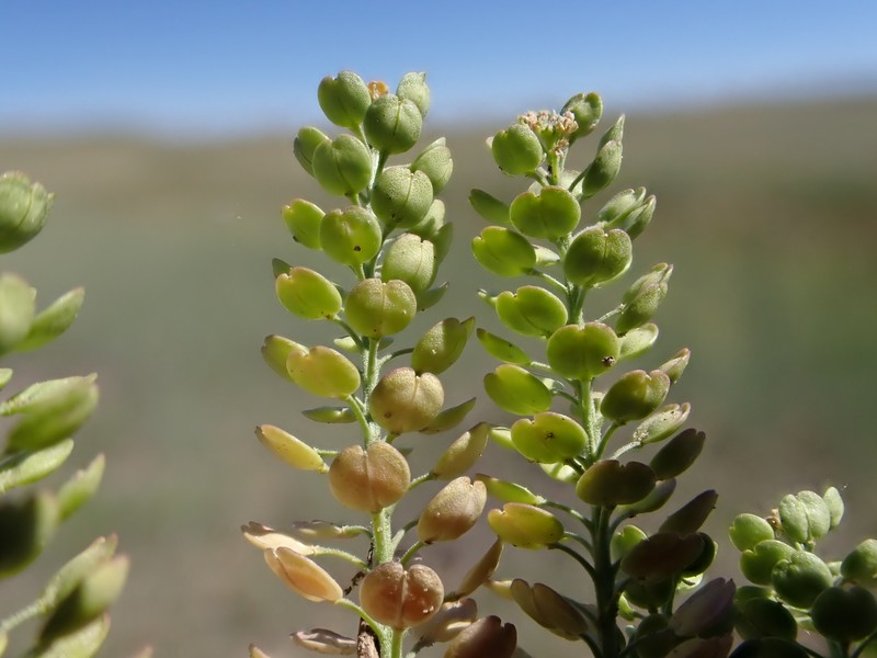 Manybranched Pepperweed