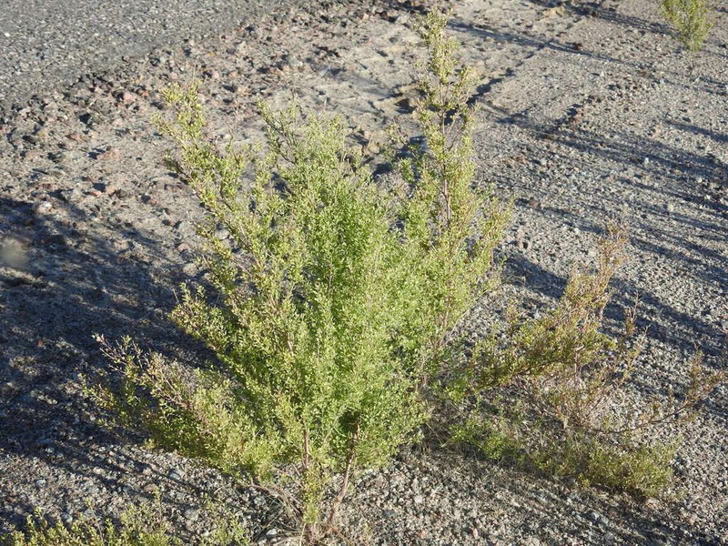 Manybranched Pepperweed