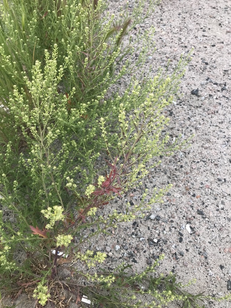 Manybranched Pepperweed photo 2