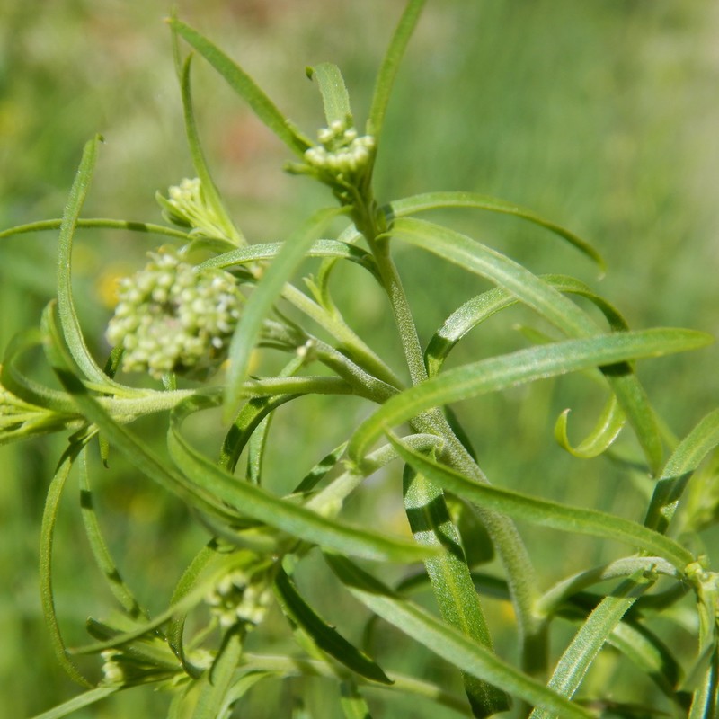 Manybranched Pepperweed photo 3